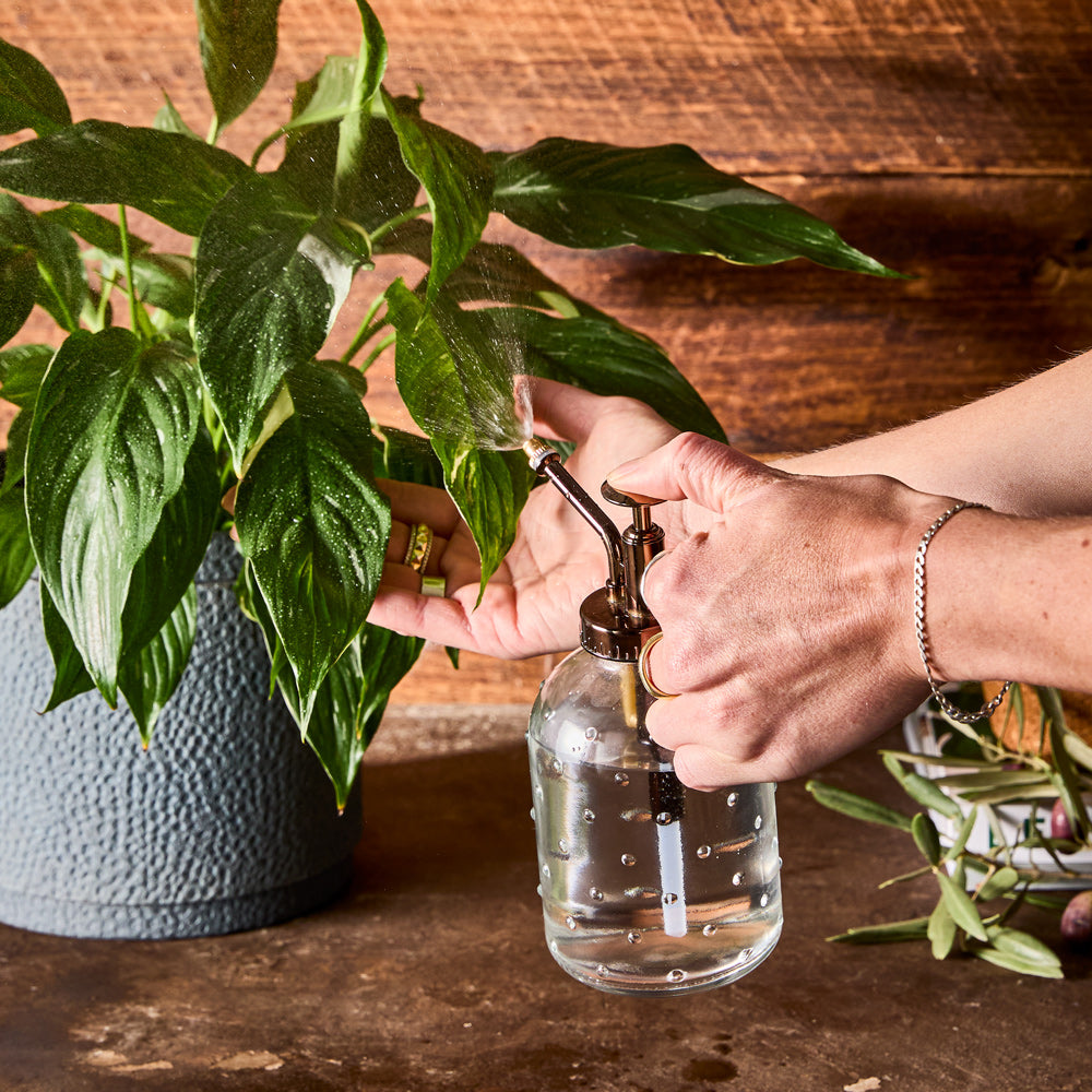 MyHouse Calypso Watering Can