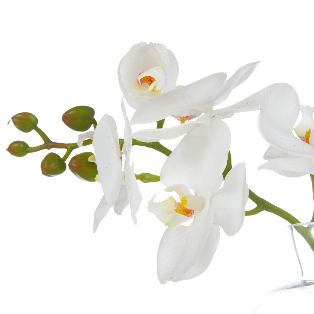 Rogue Orchid Stem-Tub Pot