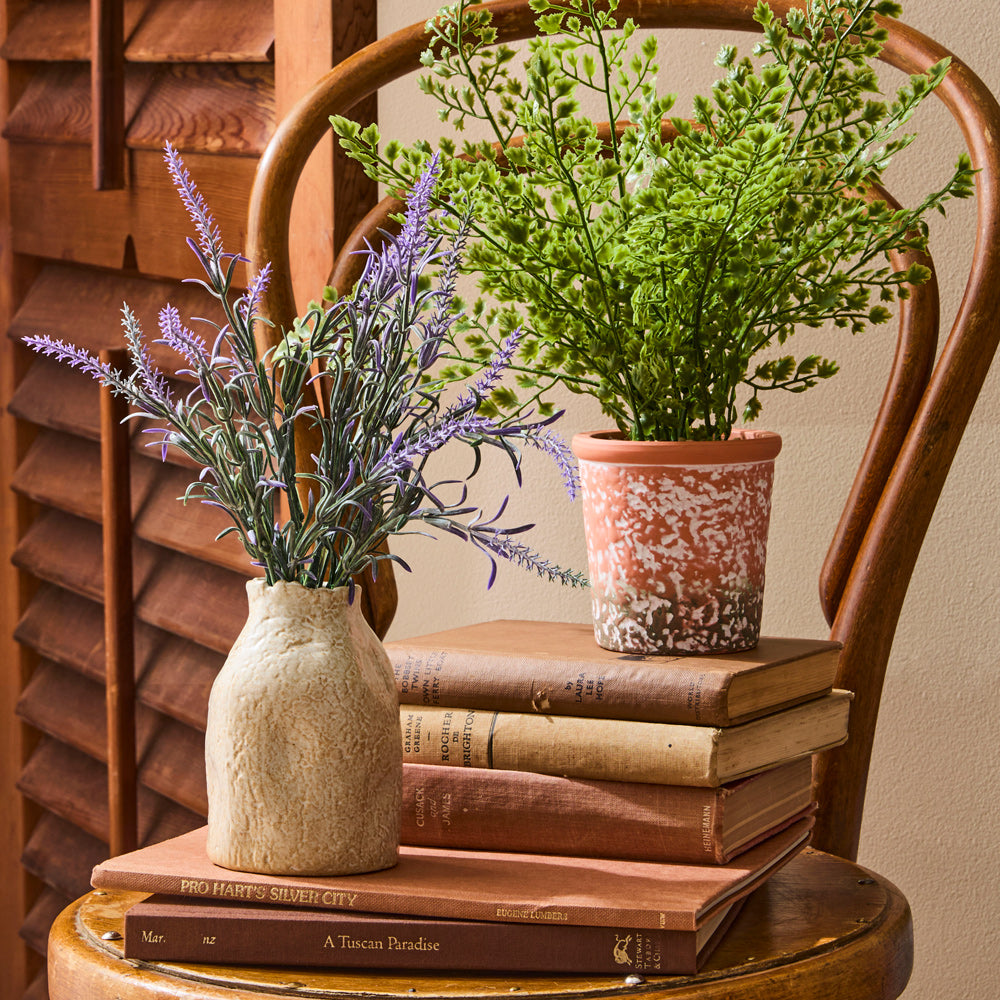 MyHouse Boxwood Plant