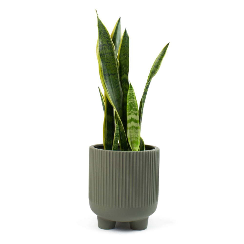 Salt & Pepper Maxen Planter 21 x 24cm