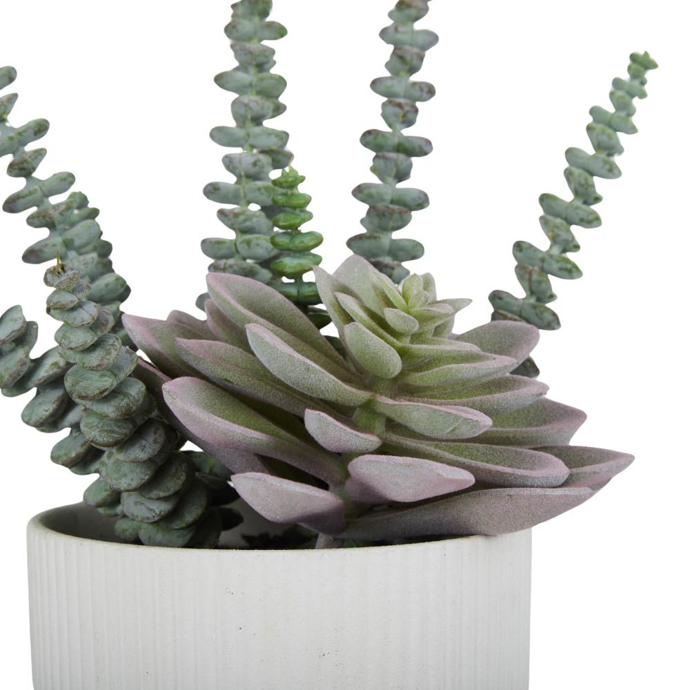 Rogue Echeveria Sedum Mix-Aidan Pot