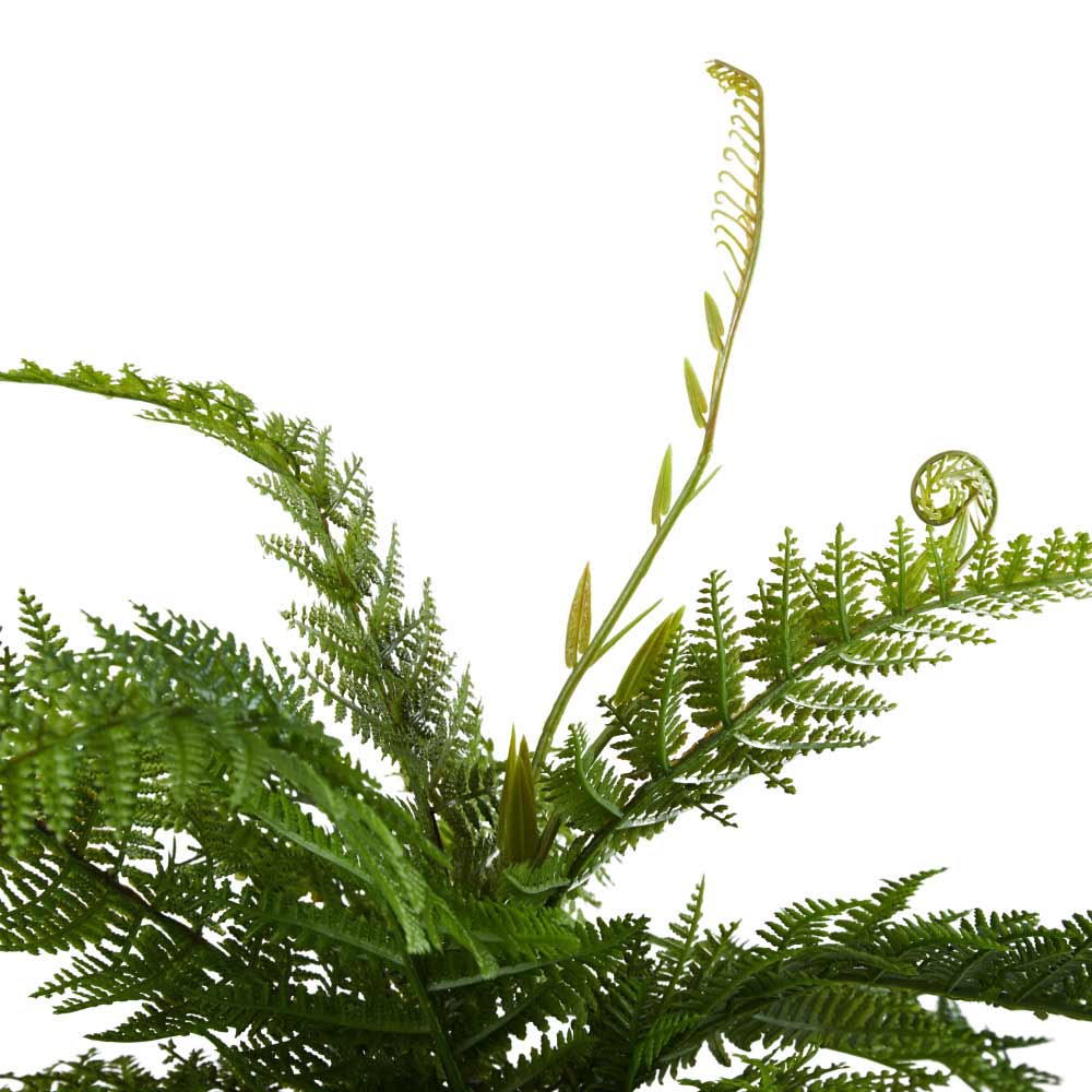 Rogue Bracken Fern-Panora Pot