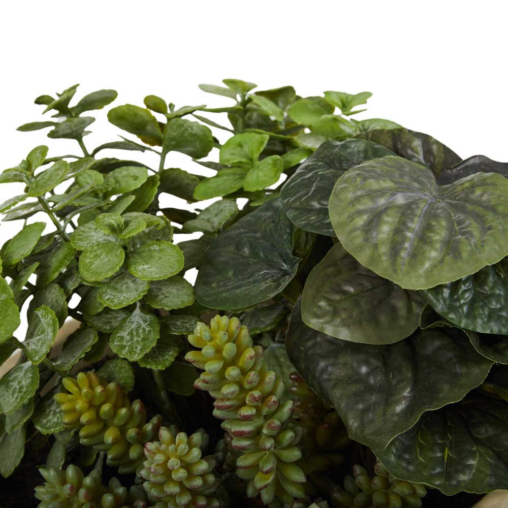 Rogue Peperomia Sedum Mix-Cement Footed Planter