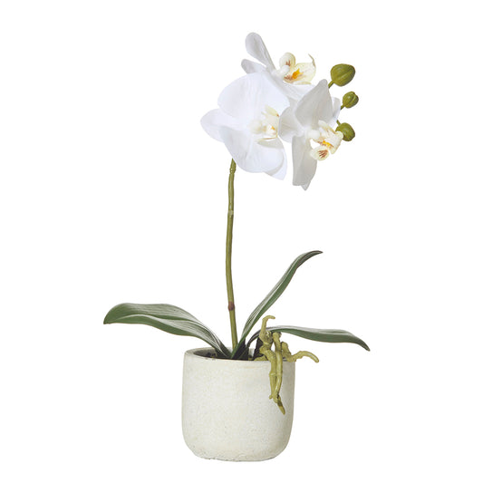 Rogue Butterfly Orchid Smooth Pot