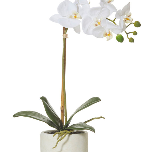 Rogue Butterfly Orchid-Smooth Pot White