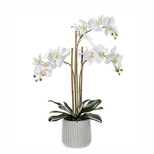 Rogue Butterfly Orchid-Ceramic Pot White