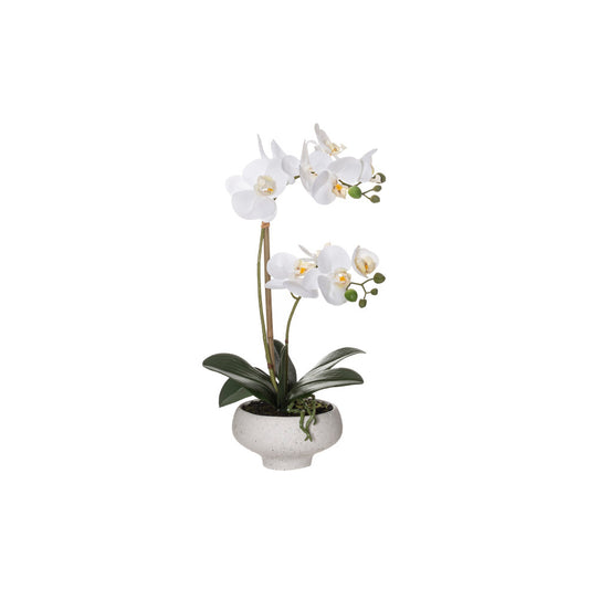 Rogue Butterfly Orchid-Stone Bowl White