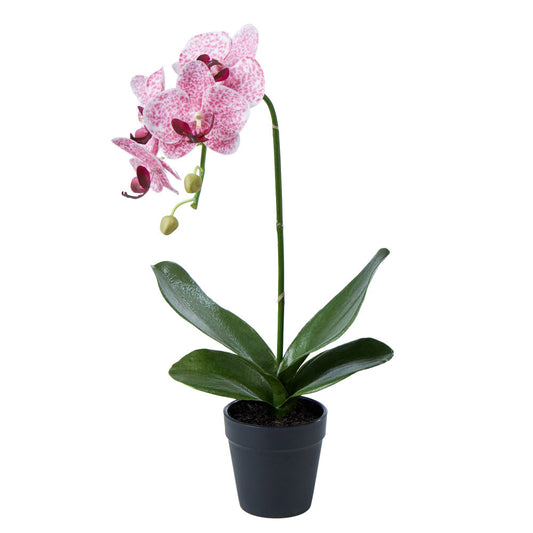Rogue Phalaenopsis Plant-Garden Pot