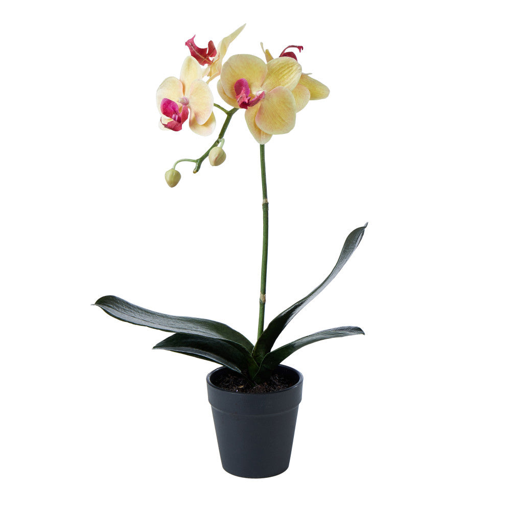 Rogue Phalaenopsis Plant-Garden Pot