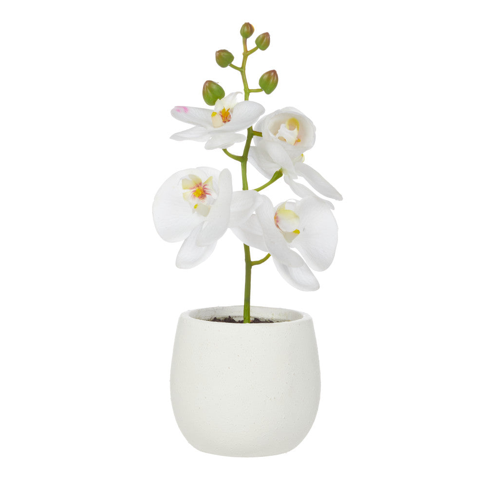 Rogue Orchid Stem-Tub Pot