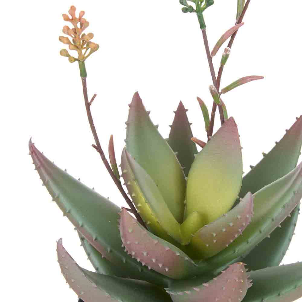 Rogue Flowering Aloe in Pot