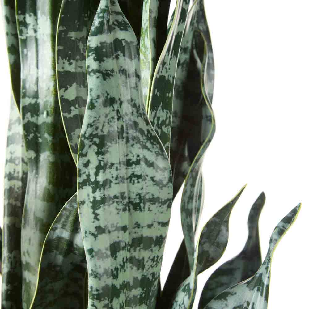 Rogue Sansevieria in Pot