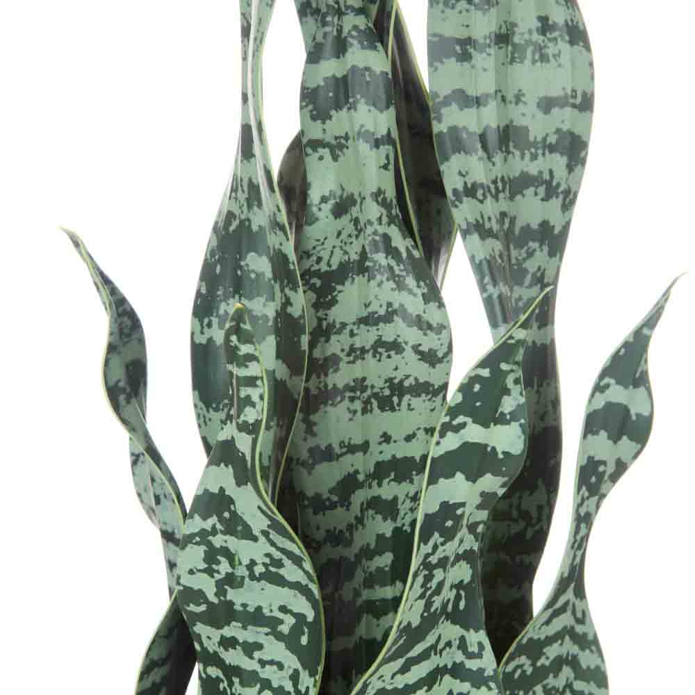 Rogue Sansevieria in Pot