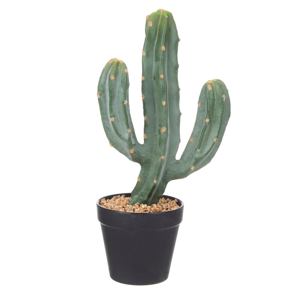 Rogue Saguaro Cactus in Pot