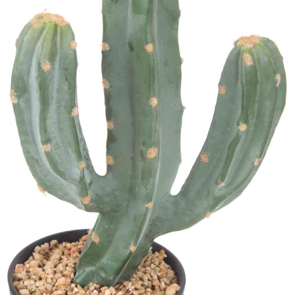 Rogue Saguaro Cactus in Pot