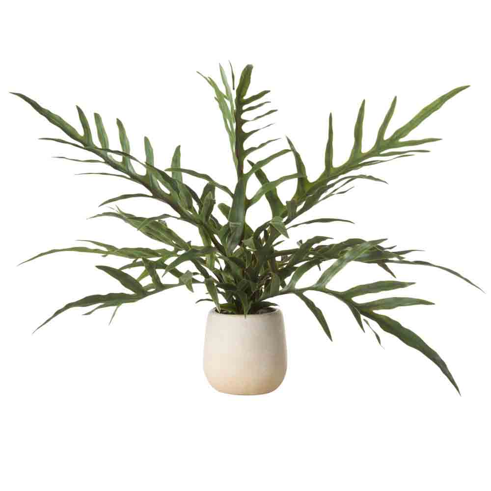 Rogue Blue Star Fern Pot