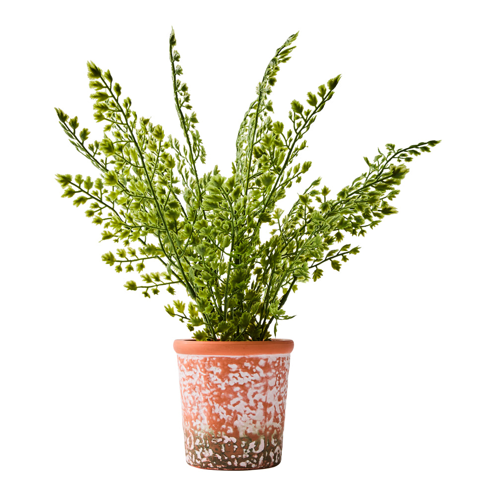 MyHouse Boxwood Plant
