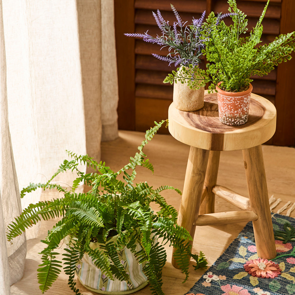 MyHouse Boxwood Plant