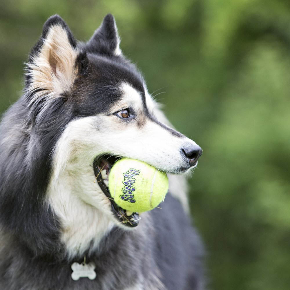 KONG AirDog Squeaker Balls Medium Dog Toy 6 Pack