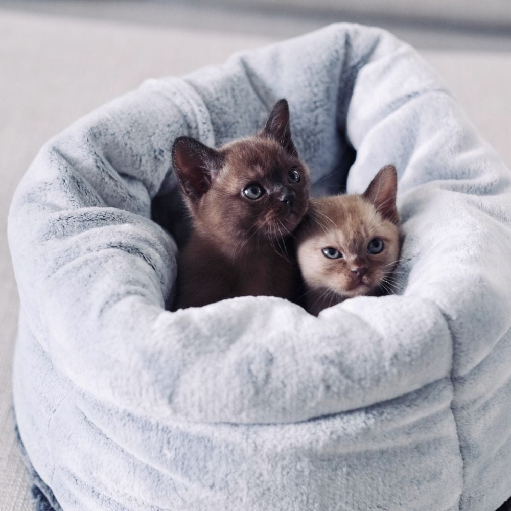 Snooza Cat Bed Chinchilla